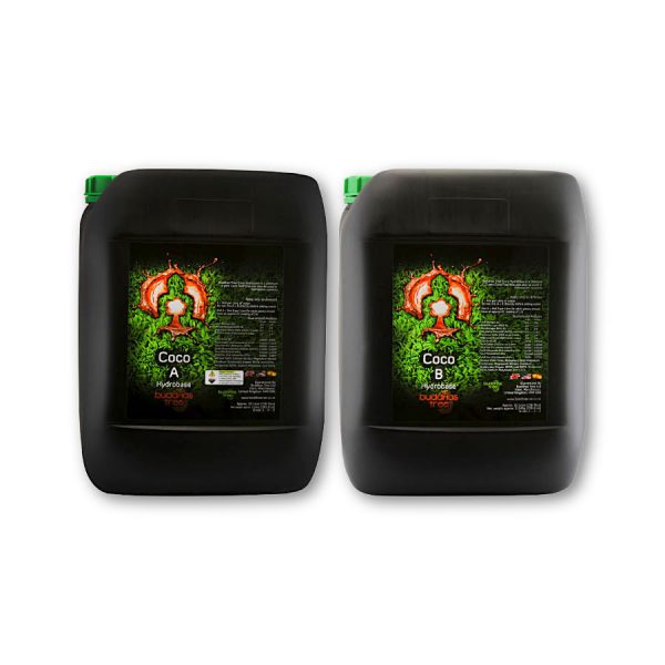 Buddhas Tree Coco A&B