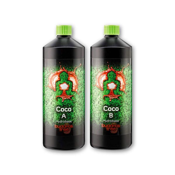 Buddhas Tree Coco A&B