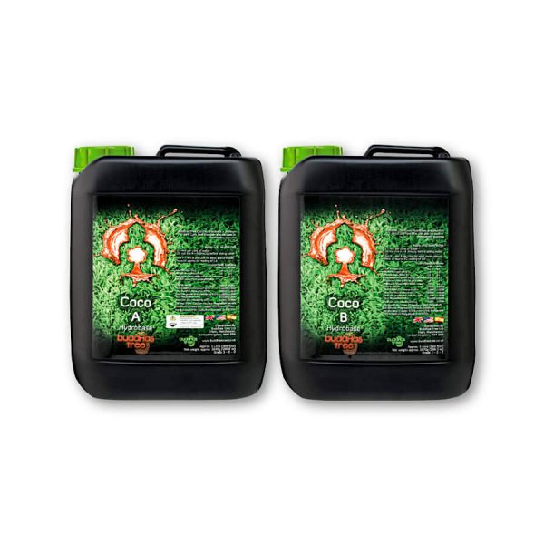 Buddhas Tree Coco A&B
