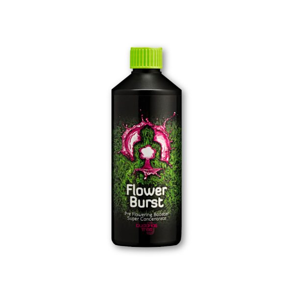 Buddhas Tree Flower Burst